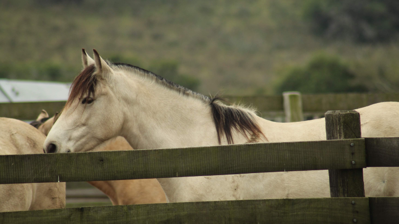 Aldo Vendramin destaca que o cavalo crioulo evolui com inovações digitais que aprimoram saúde e rendimento.
