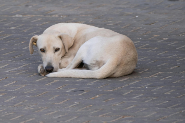 Abandono de animais em Guarulhos: o caso da cadela idosa expõe uma realidade alarmante