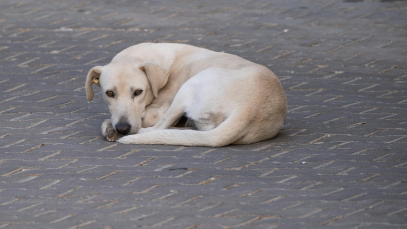 Abandono de animais em Guarulhos: o caso da cadela idosa expõe uma realidade alarmante