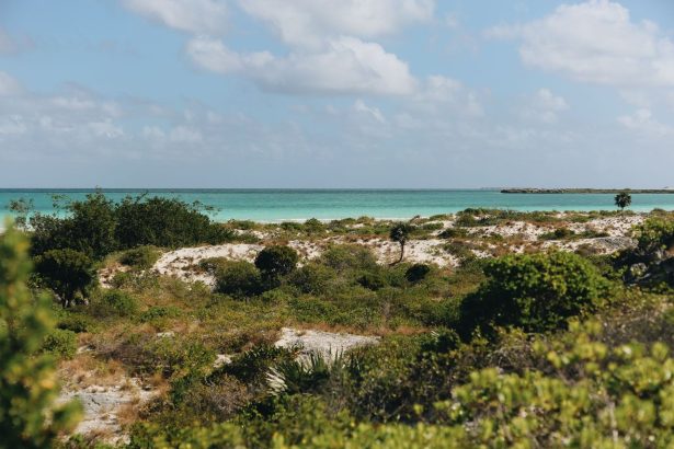 Praia tropical com águas turquesa, vegetação exuberante e céu claro.