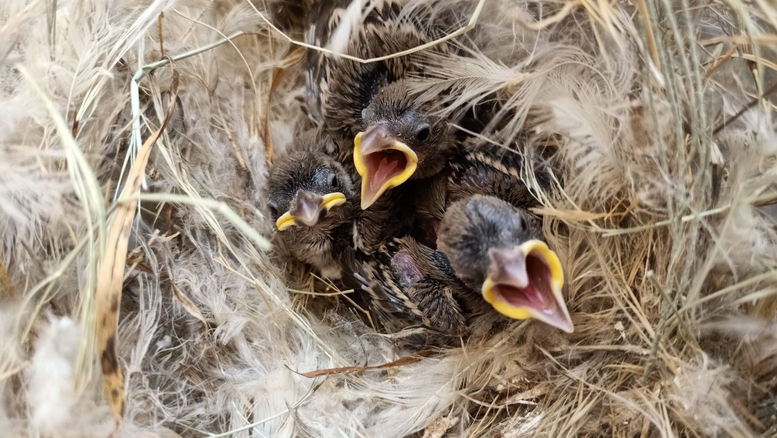 Três filhotes de aves em um ninho, com os bicos abertos, cercados por materiais naturais.