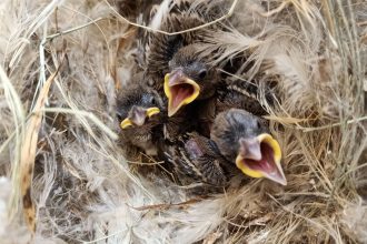 Três filhotes de aves em um ninho, com os bicos abertos, cercados por materiais naturais.