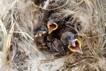 Três filhotes de aves em um ninho, com os bicos abertos, cercados por materiais naturais.